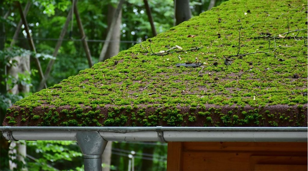 Anti-mousse toiture : combien de temps faut-il prévoir avant la pluie ?