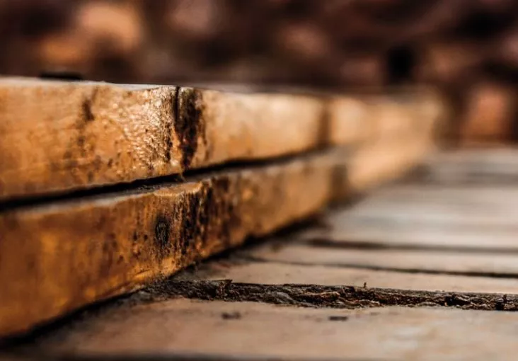 traitement-bois-curatif